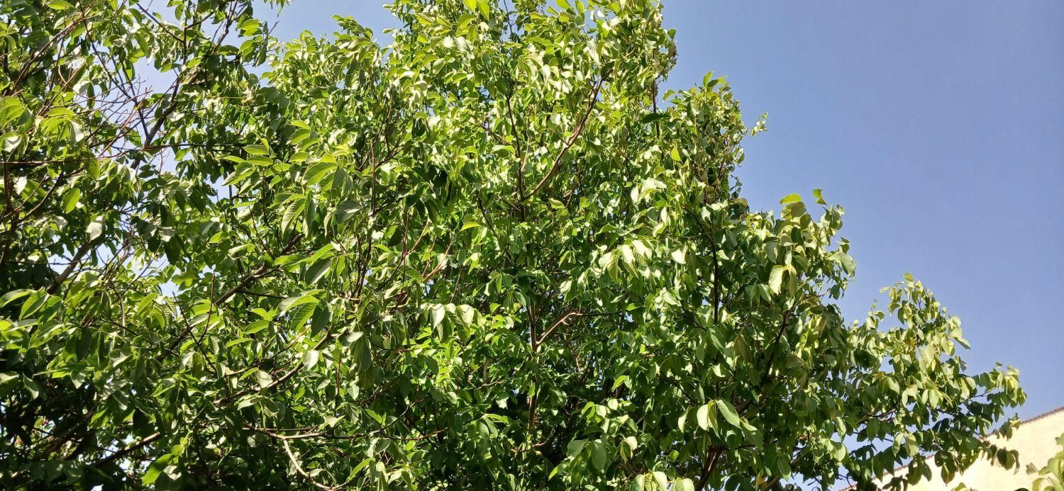 اجاره روزانه ویلا دربستی در ارجمند فیروزکوه|اجارهٔ کوتاهمدت ویلا و باغ|ارجمند, |دیوار