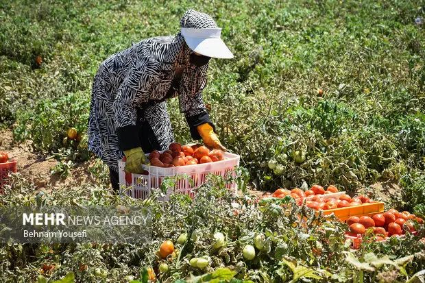 جمع کردن گوجه خیار .وغیره انجام میدیم تعداد بالایم|خدمات باغبانی و درختکاری|قوچان, |دیوار