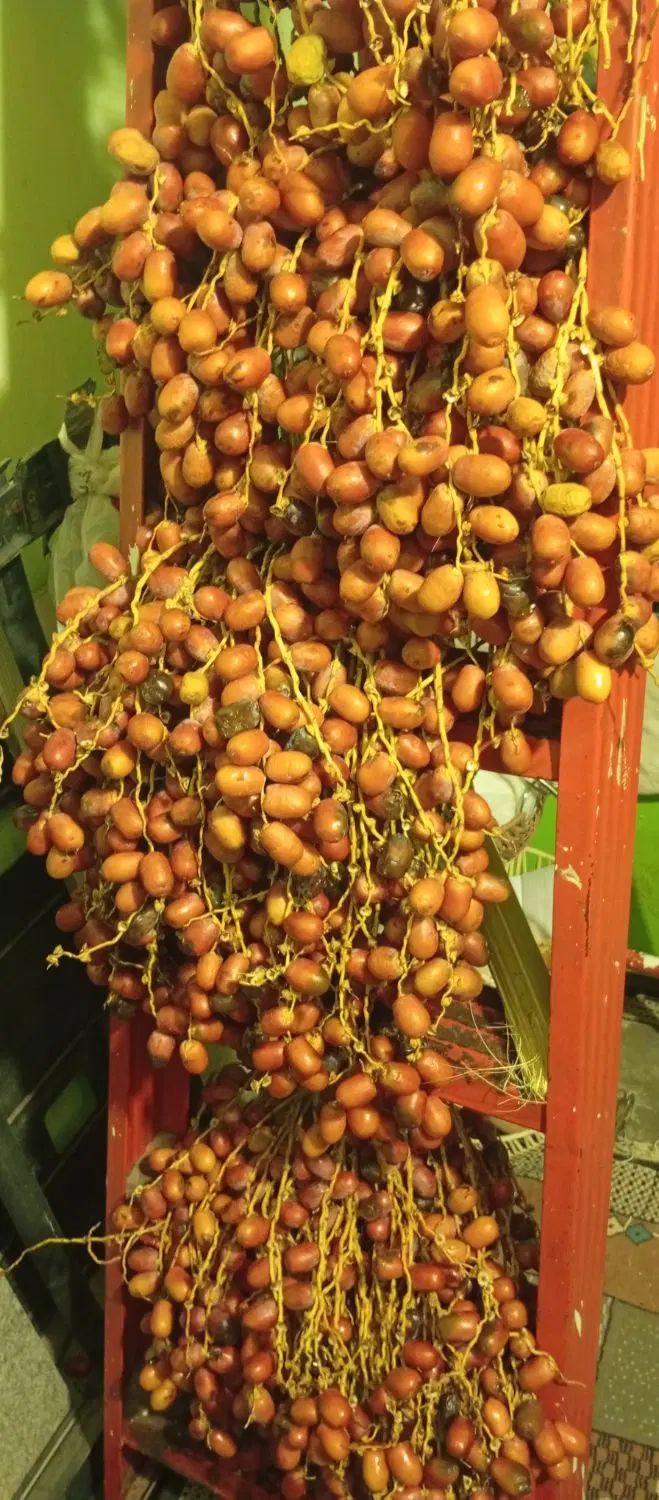 رطب مضافتی  خرما|خوردنی و آشامیدنی|مشهد, فرودگاه|دیوار