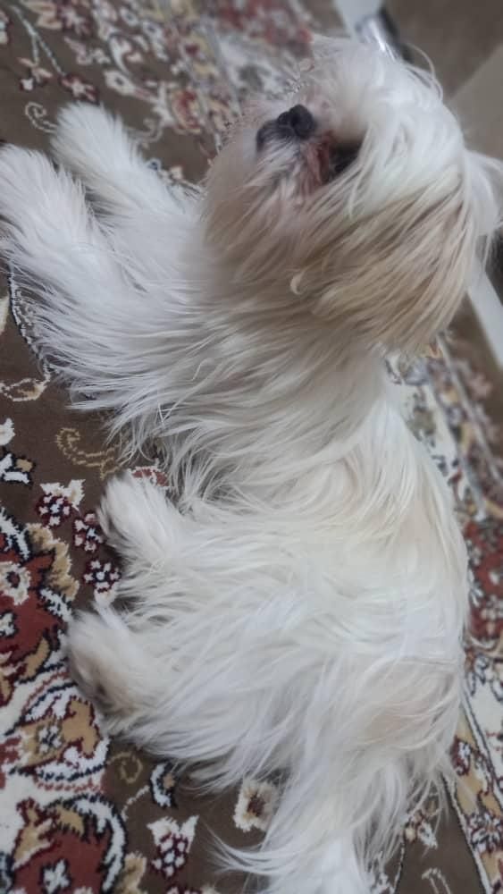 سگ شیتزو|سگ|ارومیه, |دیوار