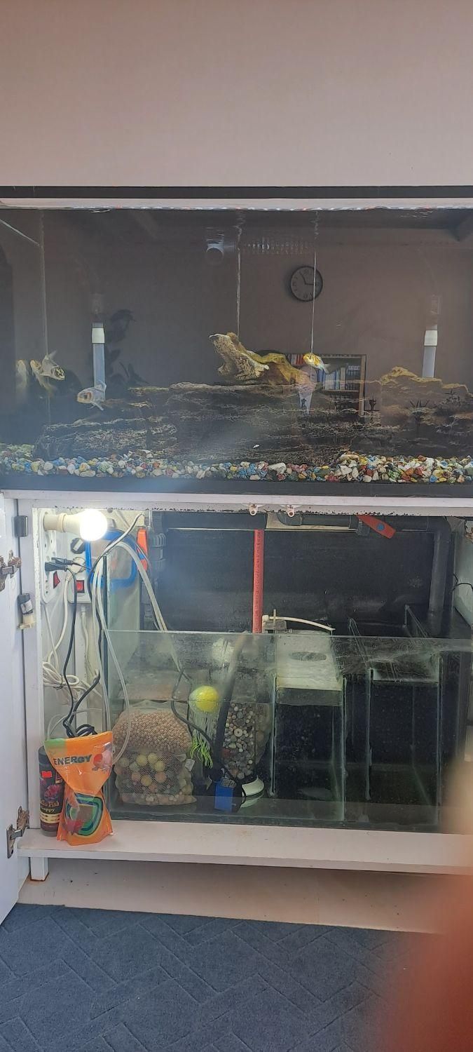 آکواریوم حرفه ای با رآکتور تصفیه آب|ماهی|زرندیه, |دیوار