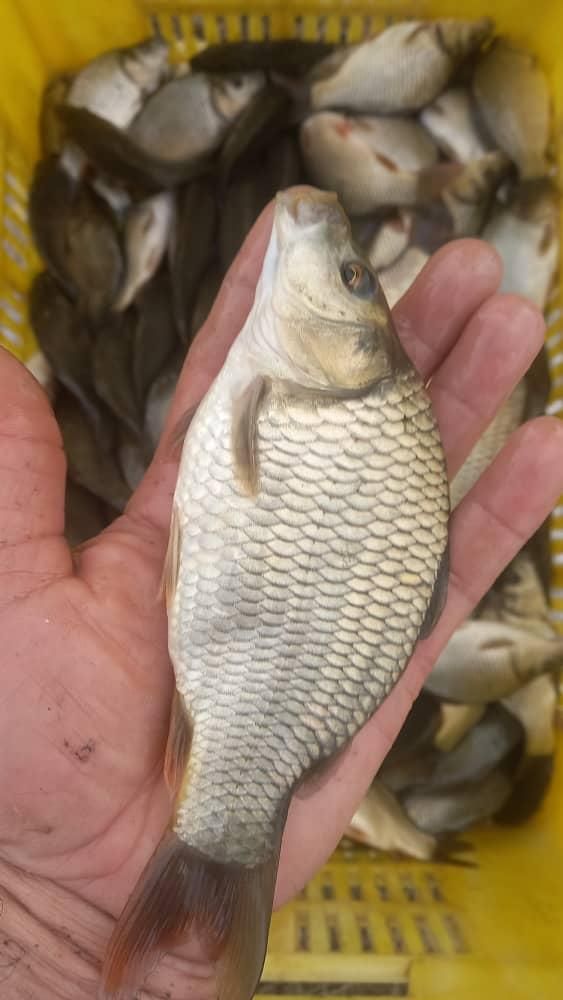 مرکز پخش بچه ماهی کپور وفیتوفاک وامور  اوزن برون|ماهی|همدان, |دیوار