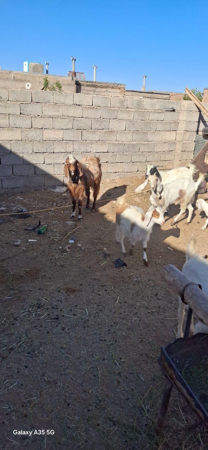 نربزپاکستانی لنگ جمل|حیوانات مزرعه|سبزوار, شهرک صنعتی فرودگاه|دیوار