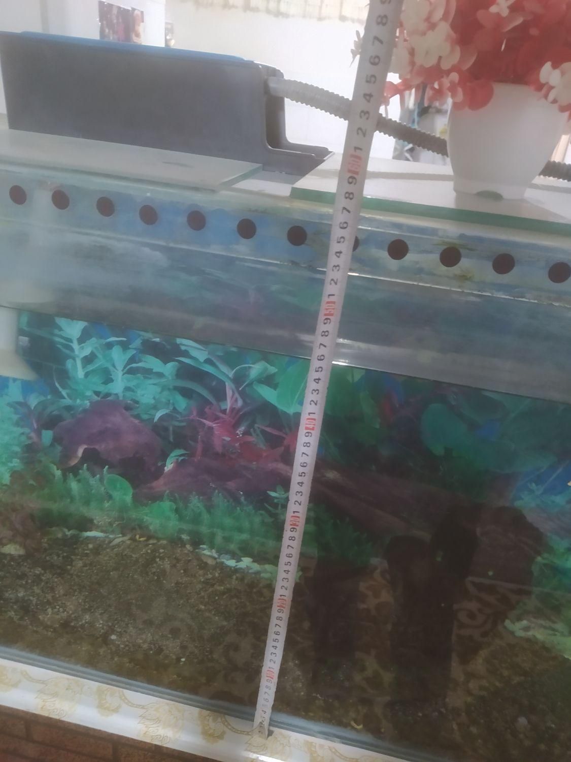 آکواریوم همراه لوازم کامل|ماهی|ملایر, |دیوار