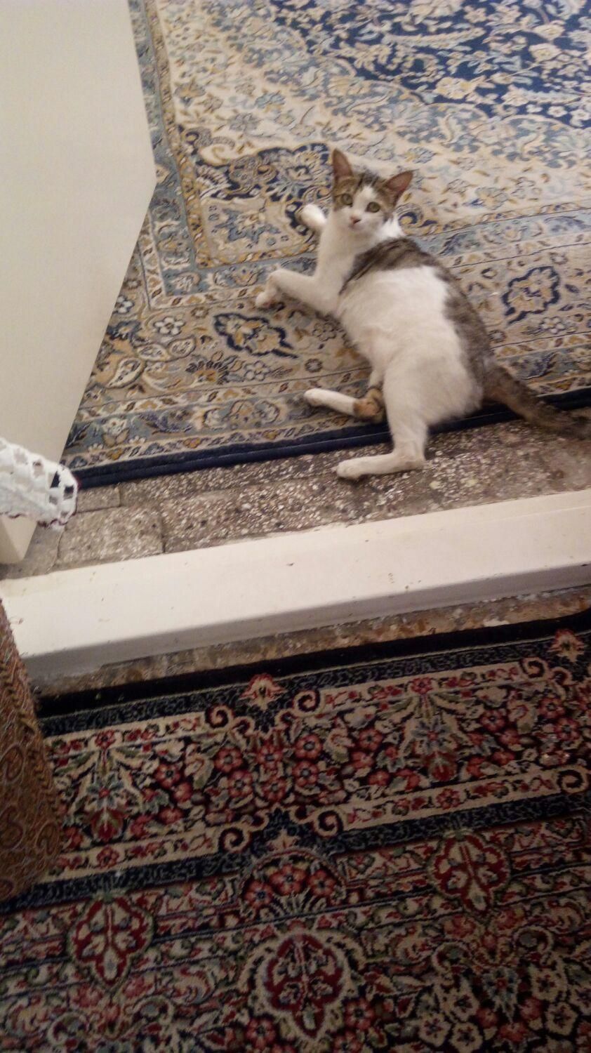 گربه خانگی|گربه|یزد, |دیوار