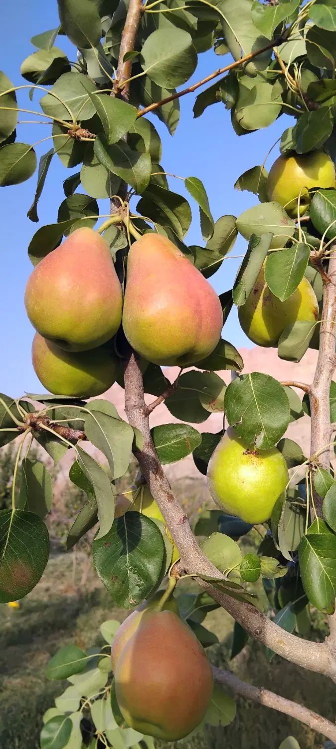 گلابی اسپادانا درشت و ابدار و بسیار بادوام (کلات)|خوردنی و آشامیدنی|مشهد, سیلو|دیوار