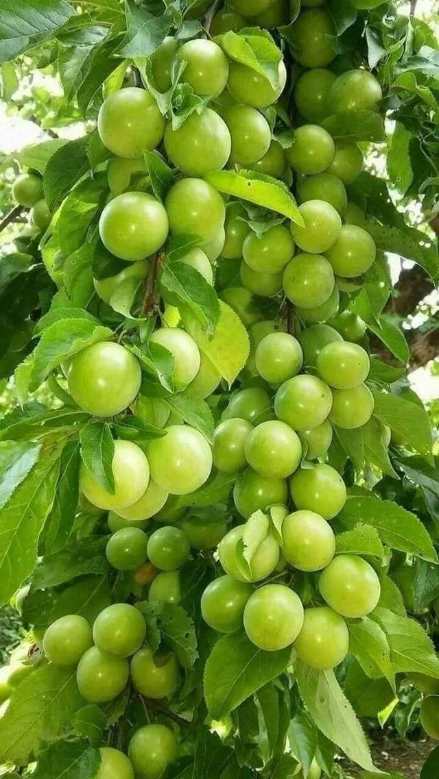 کیوی سیب گلابی الوچه گردو موز گیلاس|خدمات باغبانی و درختکاری|شیراز, دشت چنار|دیوار