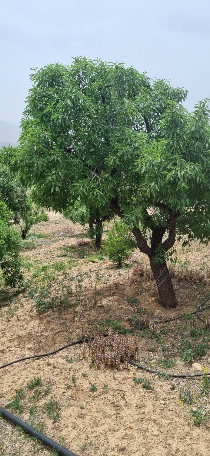 باغ بادام سنددار نزدیک پل زمانخان|فروش زمین و ملک کلنگی|شهرکرد, |دیوار