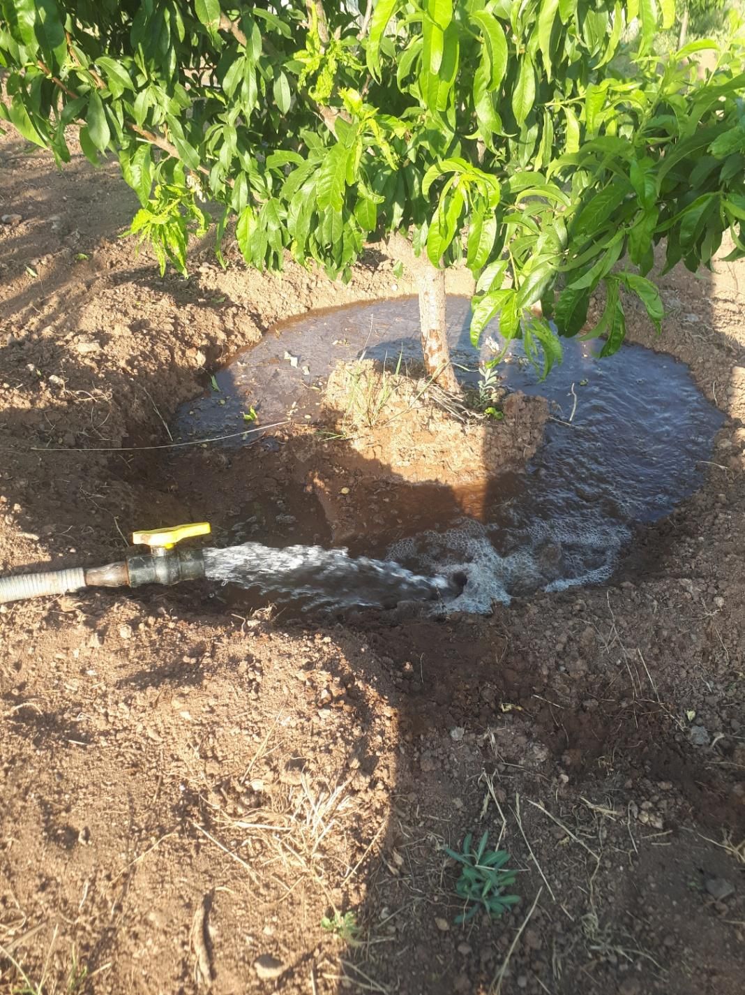 باغ ۴ ساله در منطقه کوهستانی و باصفای زرشک|فروش زمین و ملک کلنگی|قزوین, |دیوار