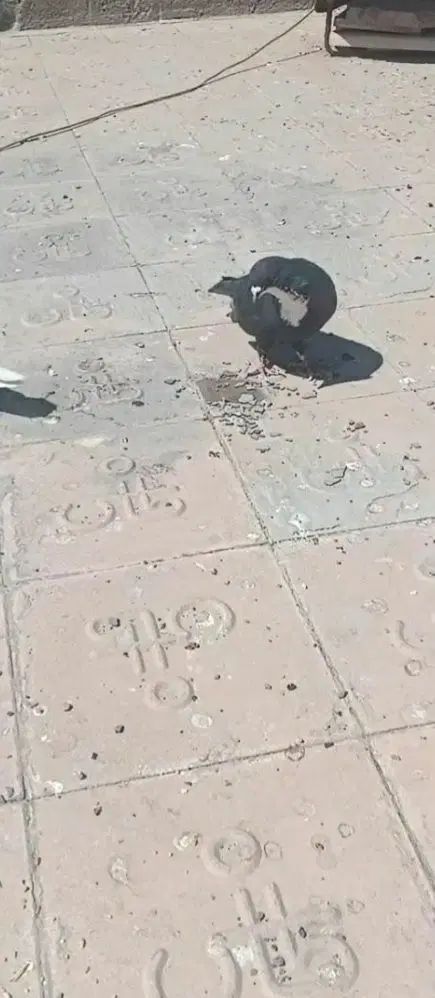 کفتر فروشی|پرنده|مشهد, توس (بلوار توس)|دیوار