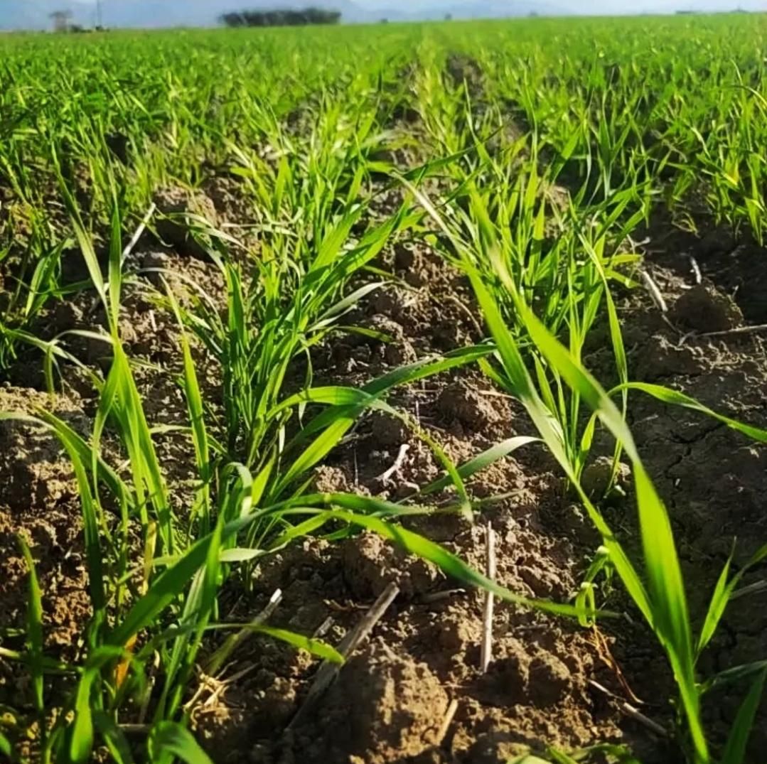 فروش ۱۲ هکتار زمین کشاورزی منوجان چاهشاهی|فروش دفتر صنعتی، کشاورزی، تجاری|کهنوج, |دیوار