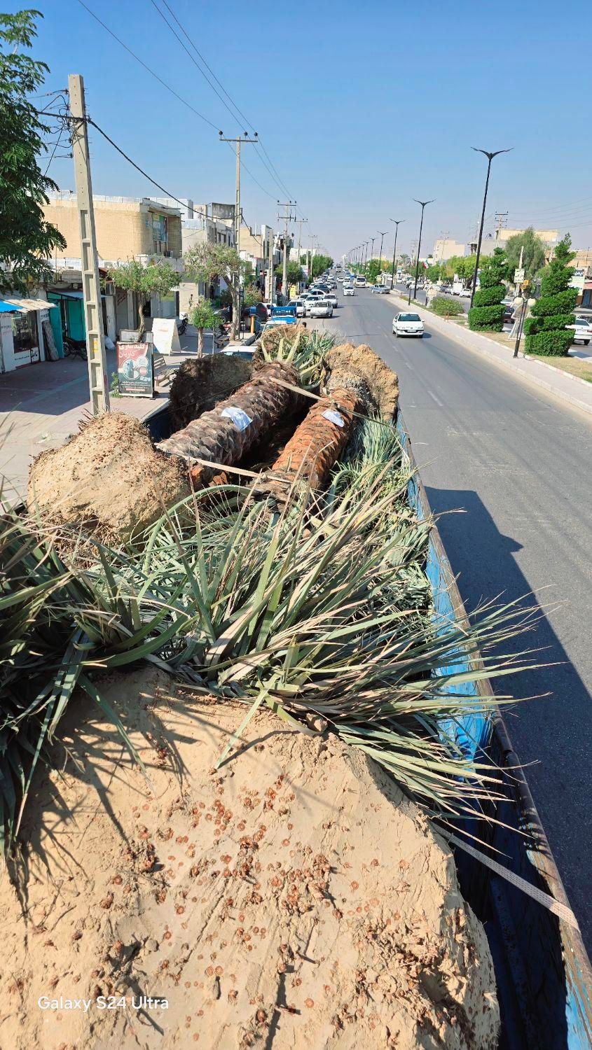 منبع نخل و بانک نخل کشور|خدمات باغبانی و درختکاری|ابریشم, |دیوار