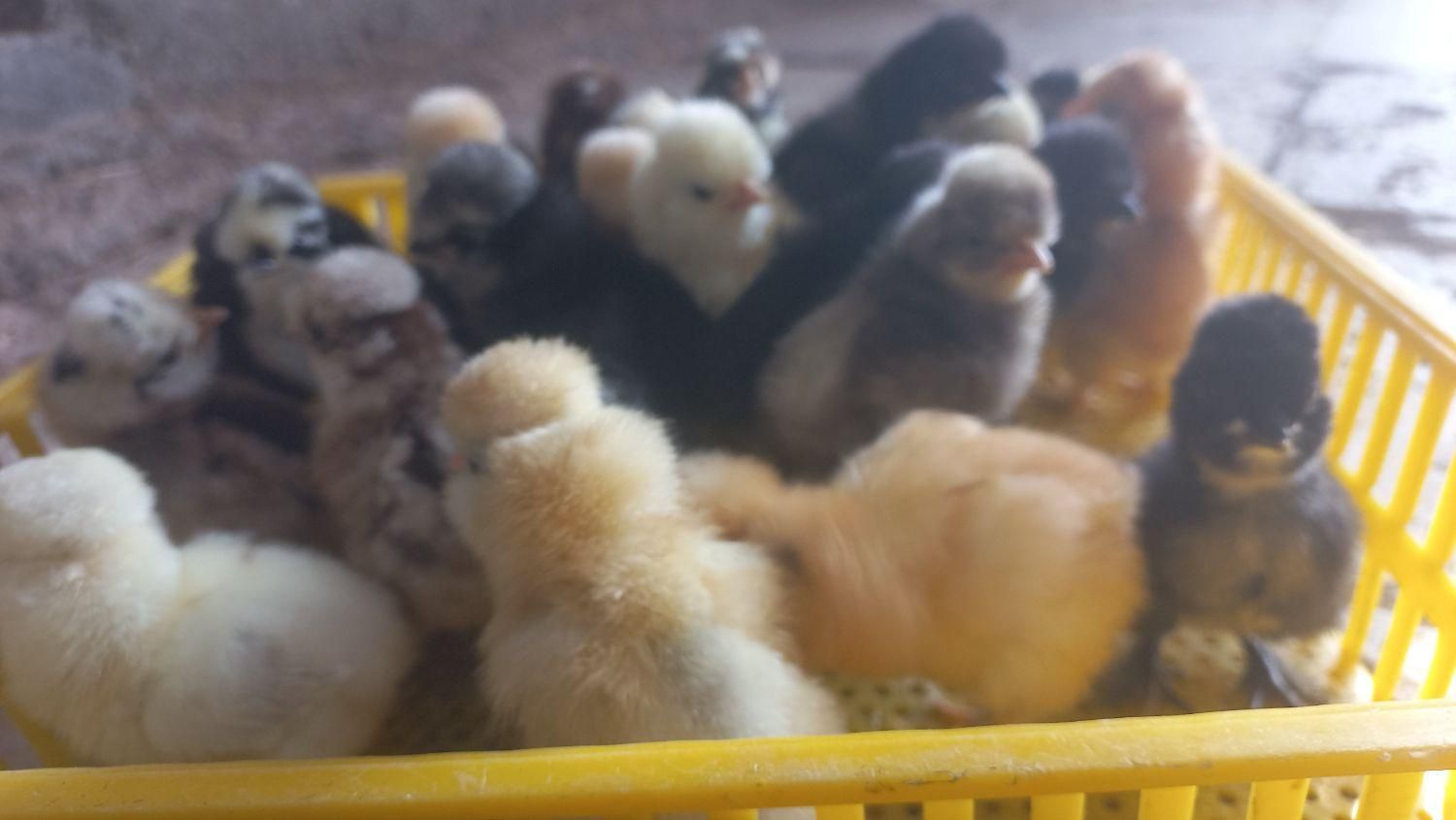 تبدیل تخم نطفه دار به جوجه.فروش تخم نطفه دارو جوجه|حیوانات مزرعه|قم, تعویض پلاک|دیوار