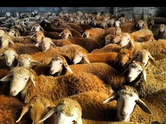 گوسفند کشتاری بره نر جوان زنده مناسب برای قربانی|حیوانات مزرعه|تهران, فرمانیه|دیوار