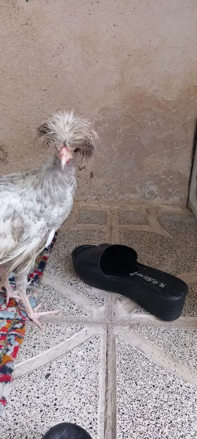 مرغ یا خروس لهستانی|حیوانات مزرعه|مشهد, شهید معقول|دیوار