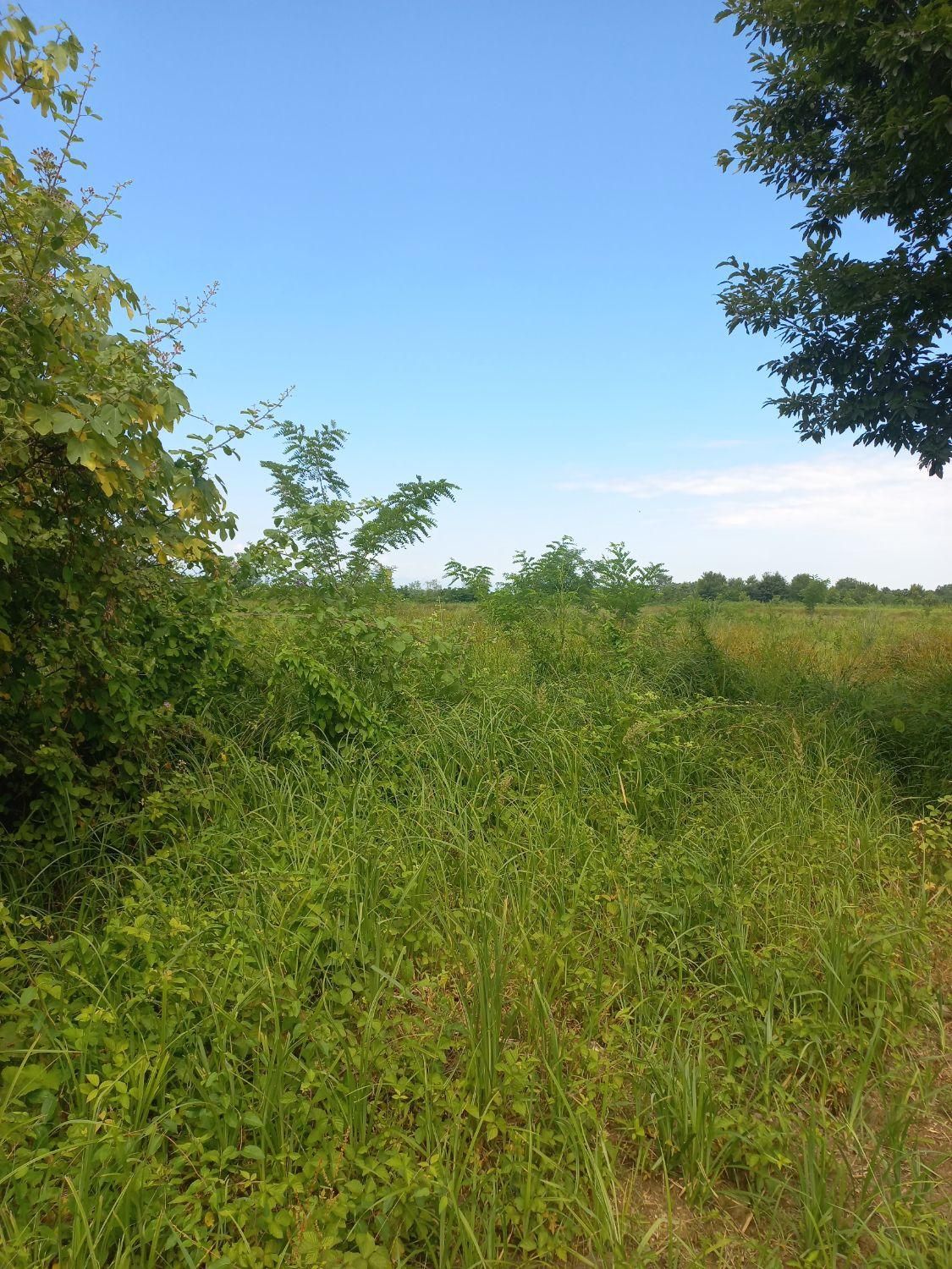 زمین مسکونی ۲۳۰۰۰هزارمتری سندار|فروش زمین و ملک کلنگی|رشت, منظریه|دیوار