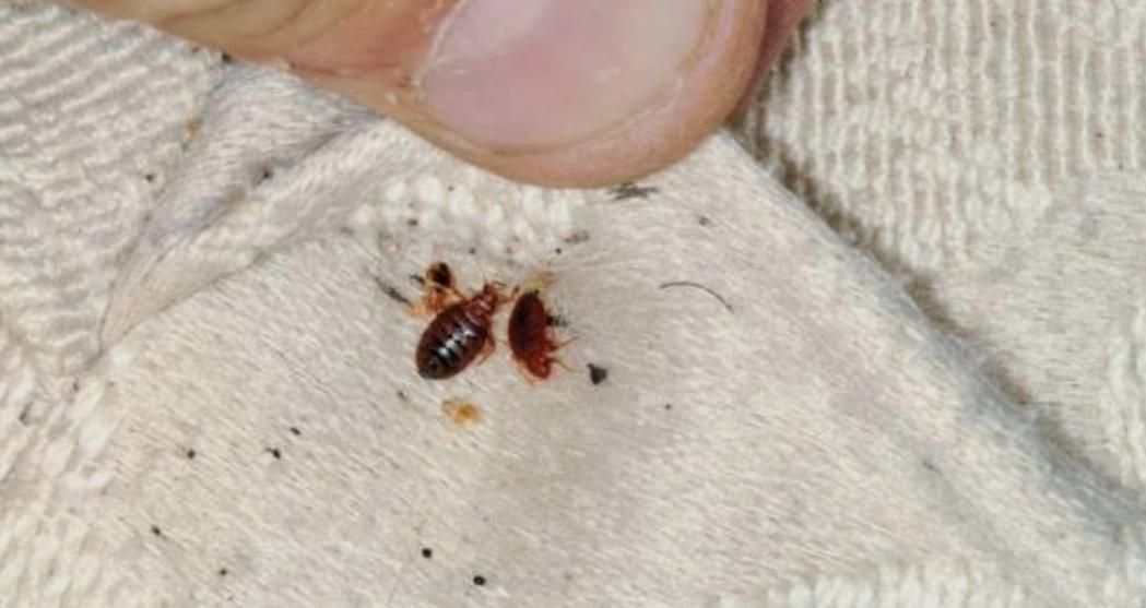 سمپاشی ساس پاکدشت سم پاشی سوسک« پاک »۱۰۰٪تظمینی|خدمات نظافت|پاکدشت, پاکدشت (مامازند)|دیوار