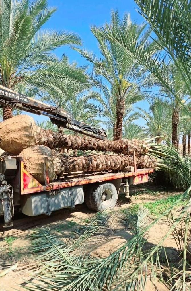 جهاد کشاورزی توی بحران آب سمنان فقط پالم بکار|خدمات باغبانی و درختکاری|سمنان, |دیوار