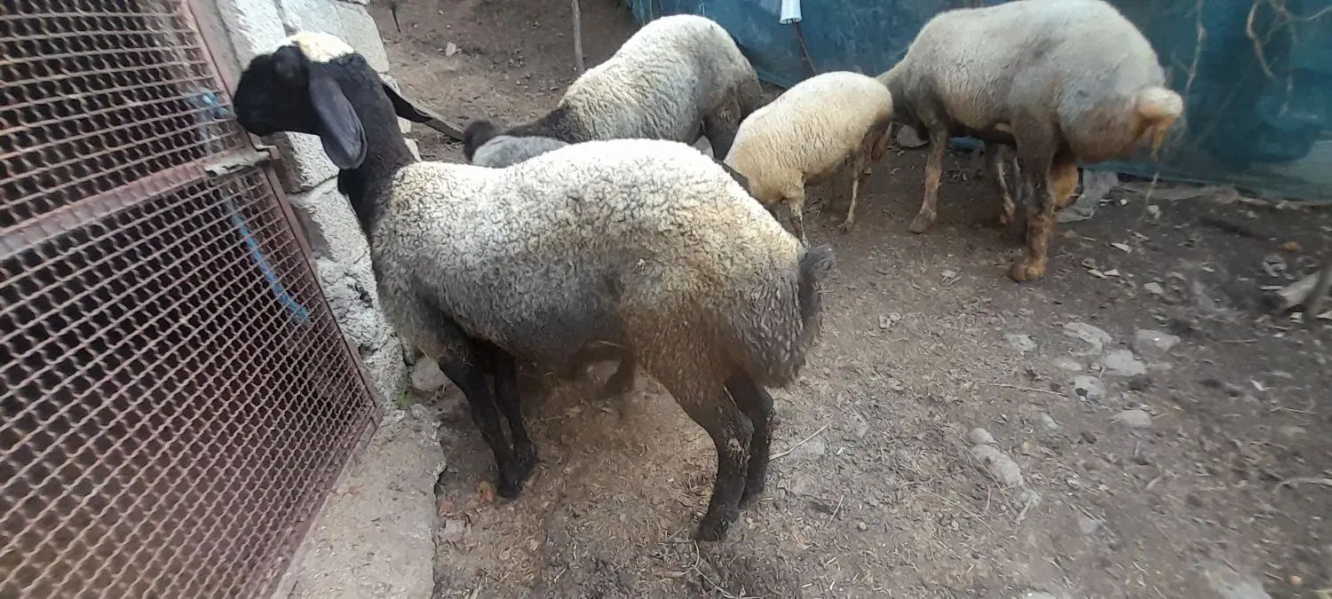 دوعددبره ماده یک ساله نژاداصل شال ک دوقلوبودن|حیوانات مزرعه|املش, |دیوار