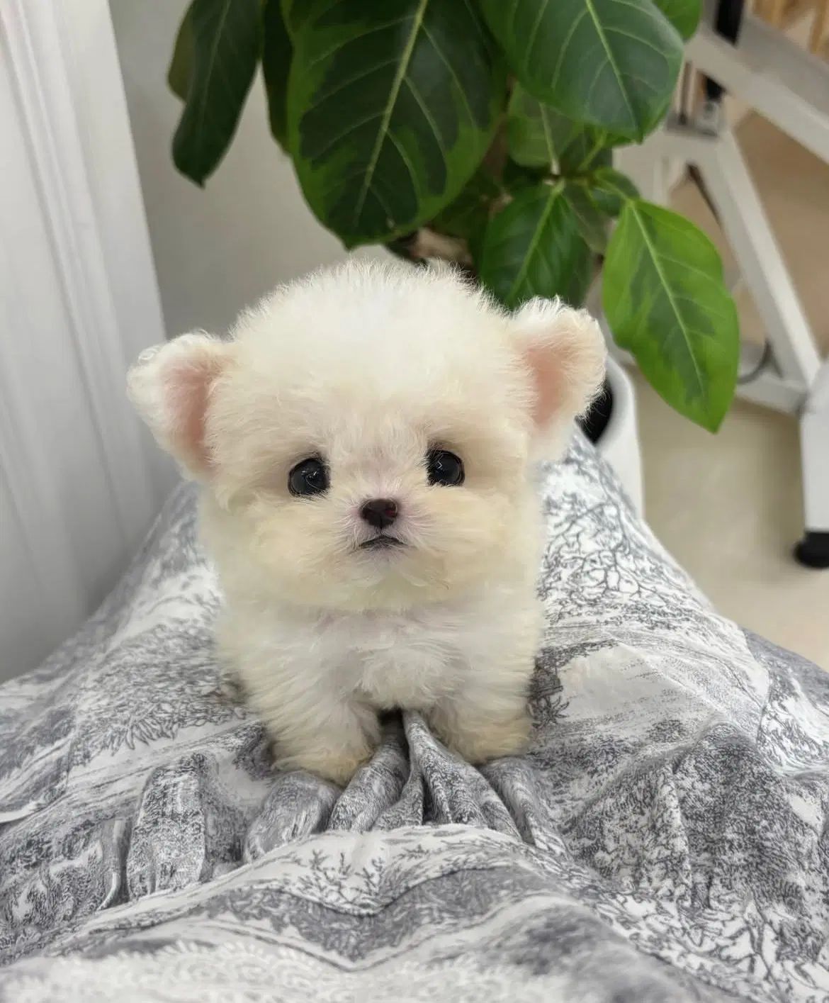 poodle maltese|سگ|تهران, پارک شهر|دیوار