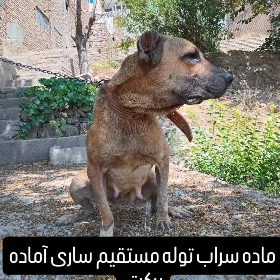 ماده ۳ساله|سگ|تهران, اباذر|دیوار