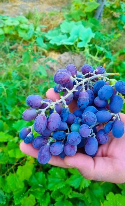 باغ5500متر دیوارکشی|فروش خانه و ویلا|مبارکه, |دیوار