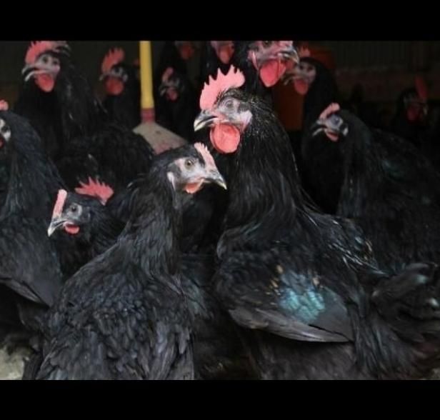 مرغ وخروس سیاه جهت چشم نظر و رفع بلا|حیوانات مزرعه|کرج, شعبان‌آباد|دیوار