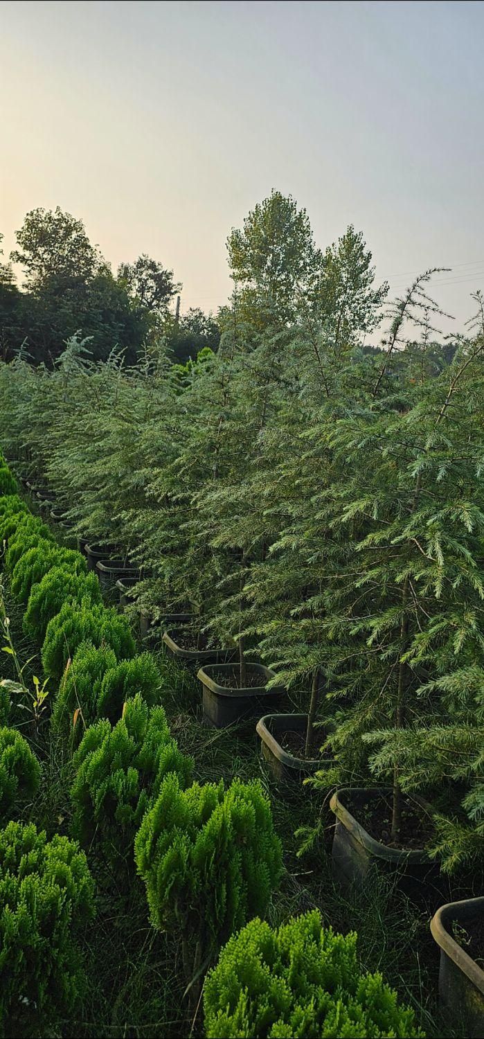 سدروس دئودورا آبی جعبه ای ریشه پرس|خدمات باغبانی و درختکاری|نوشهر, |دیوار