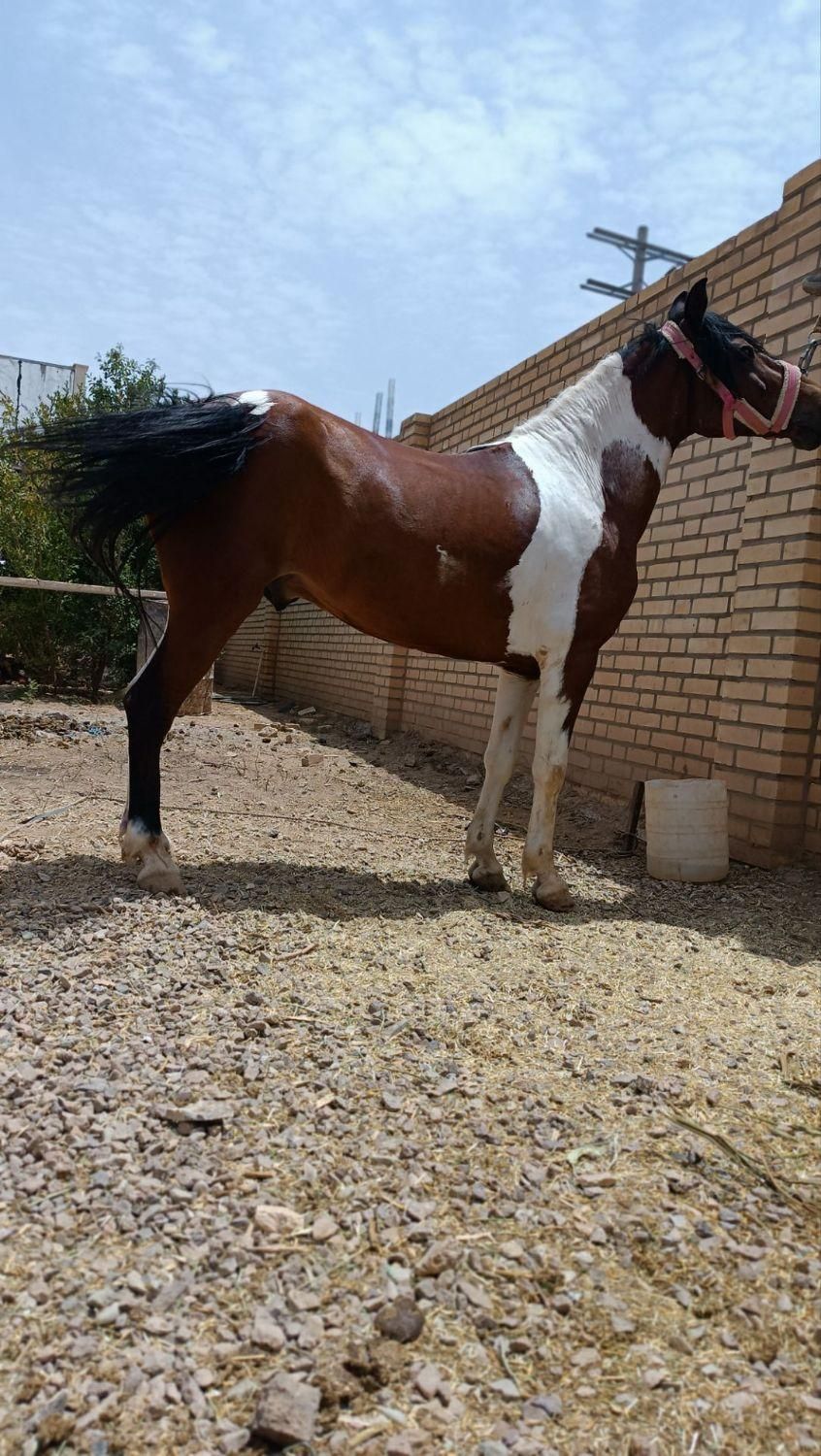 اسب پونی ابلغ بسیار زیبا|اسب و تجهیزات اسب‌سواری|زرندیه, |دیوار