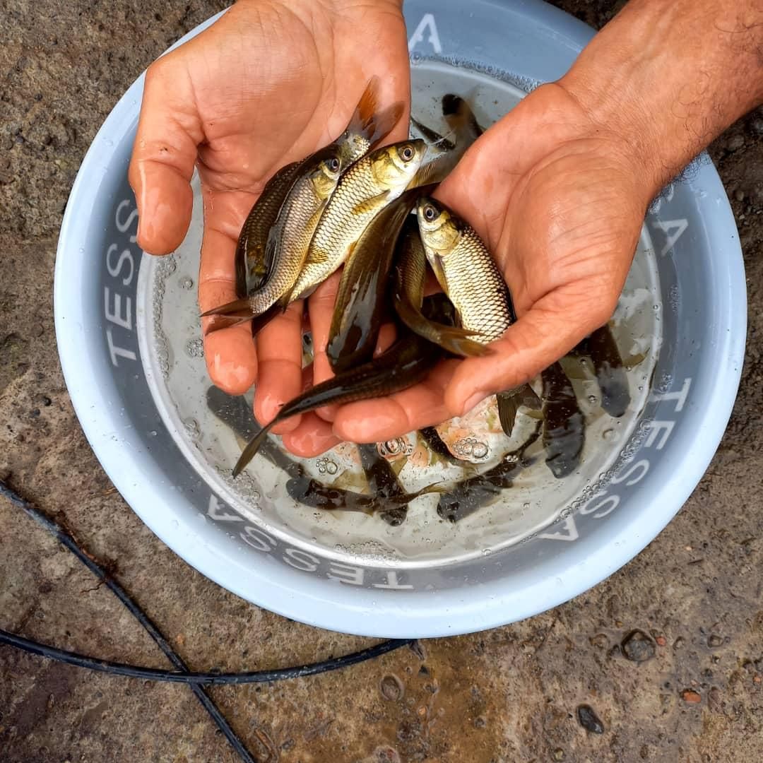 کپور  پر طلایی|ماهی|زنجان, |دیوار