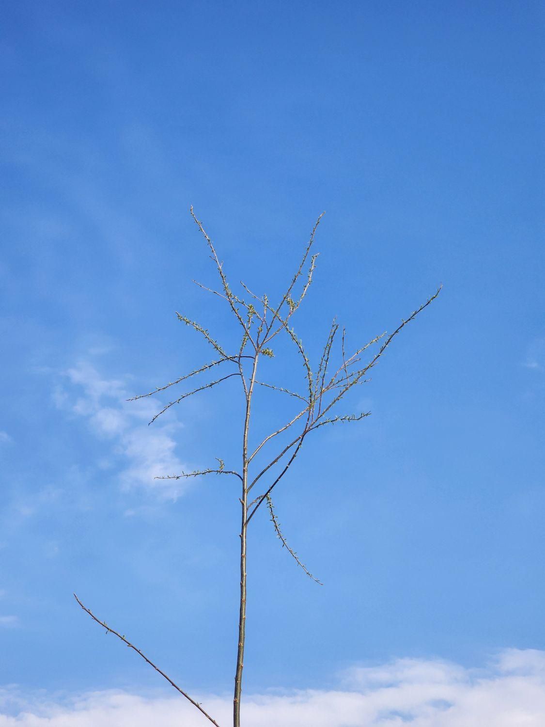 null