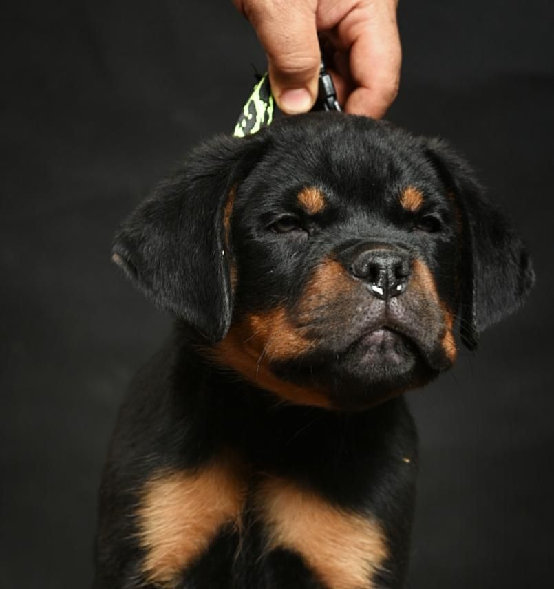 توله روتوایلر صربستانی|سگ|اهواز, زیتون کارگری|دیوار