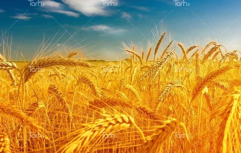 فروش ۱۲ هکتار زمین کشاورزی دیم  روستای حسن تیمور|فروش دفتر صنعتی، کشاورزی، تجاری|کبودرآهنگ, |دیوار