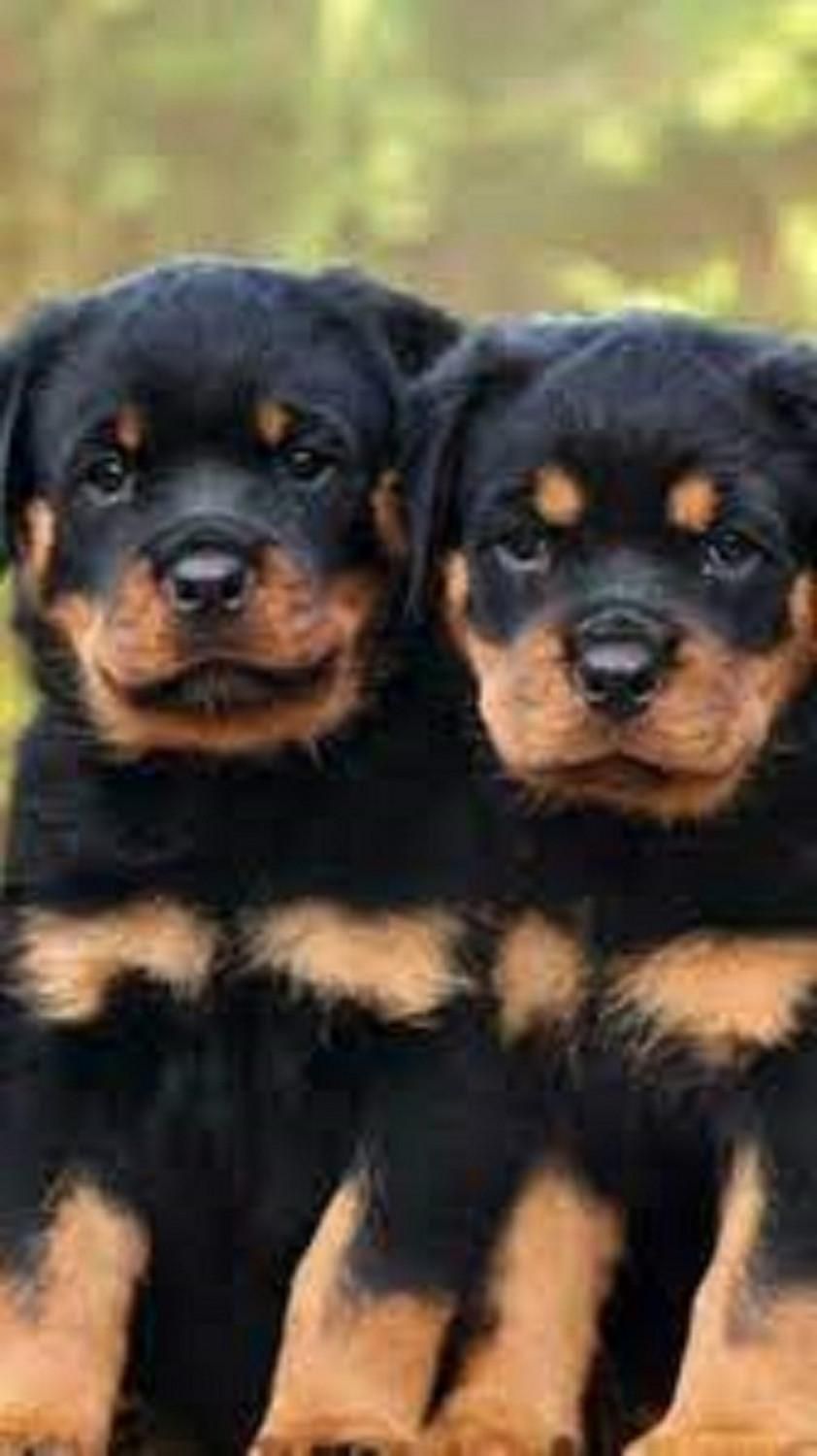 شاه توله نر روتوایلر توله های 70 روزه میکروچیب دار|سگ|قدس, معادن شن و ماسه|دیوار