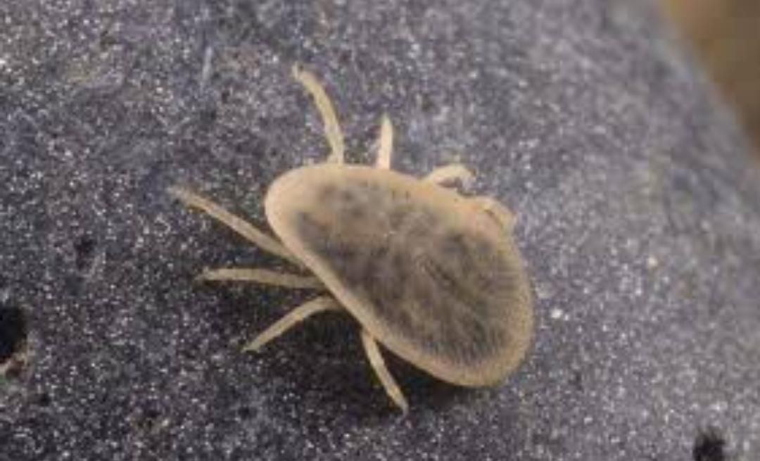 سمپاشی حشرات ساس سوسک موریانه کنه سم پاشی ضمانتی|خدمات نظافت|مشهد, طلاب|دیوار