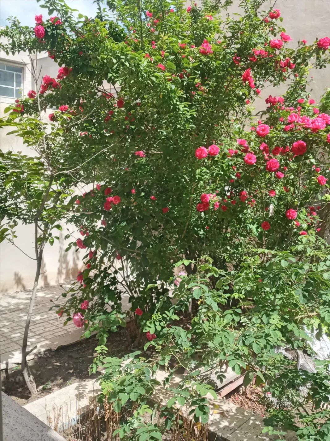 تصویر 4