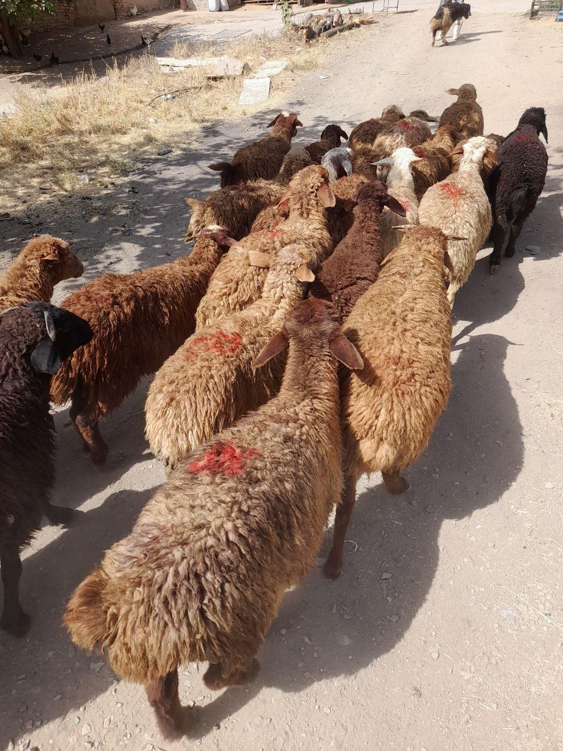 گوسفند خرید مستقیم از دامداری بدونه واسطه زنده|حیوانات مزرعه|تهران, کیانشهر|دیوار