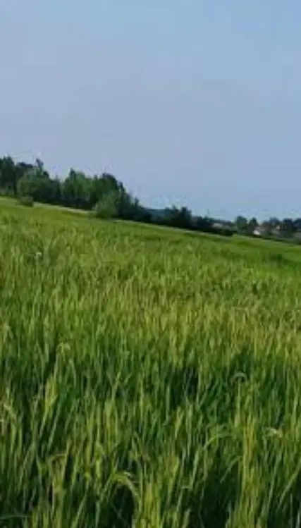 برنج طارم هاشمی فریدونکنار/برنج امساله/درجه۱صادرات|خوردنی و آشامیدنی|فریدون‌کنار, |دیوار