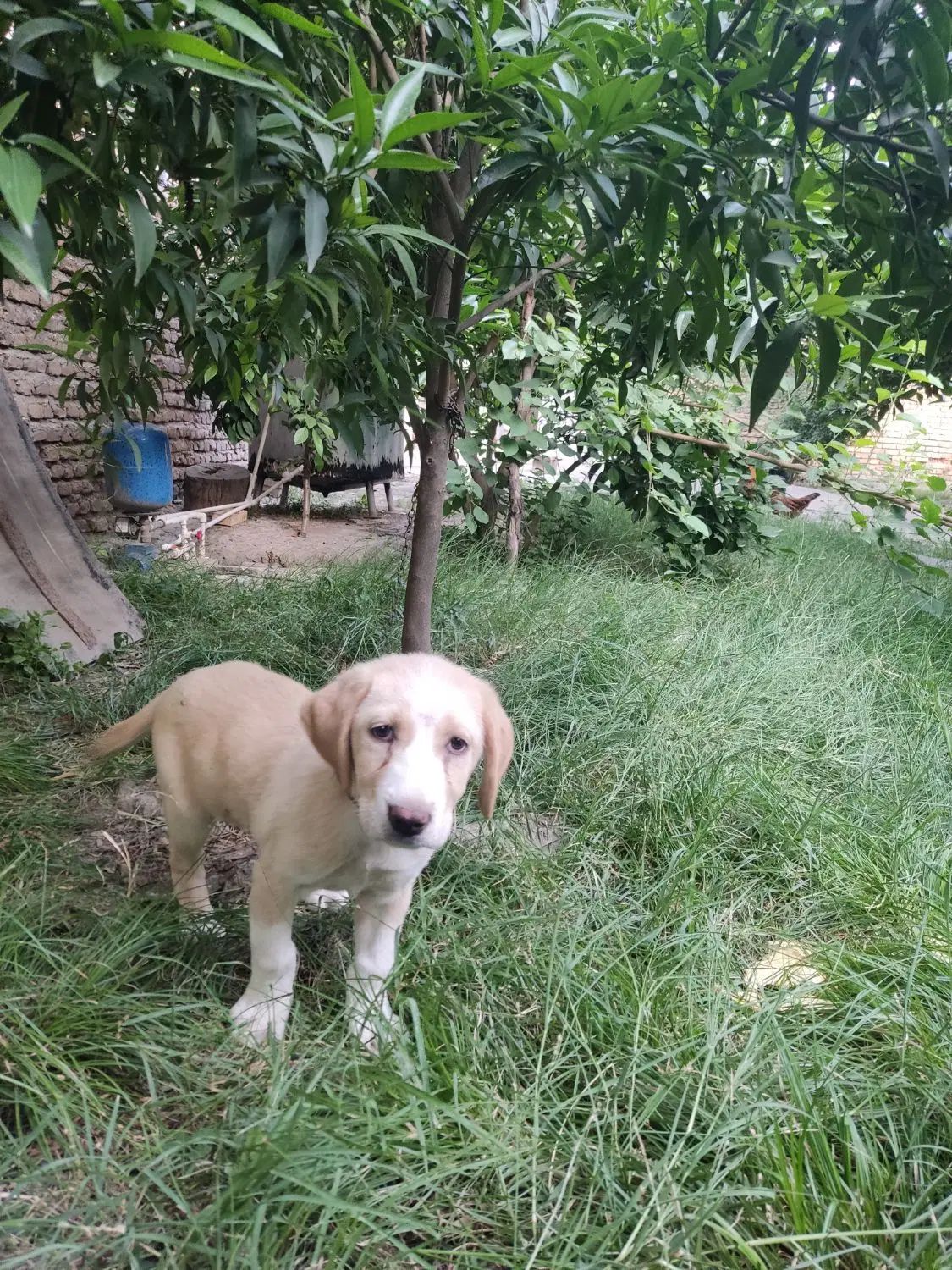 سگ گمشده|حیوانات|گنبد کاووس, |دیوار