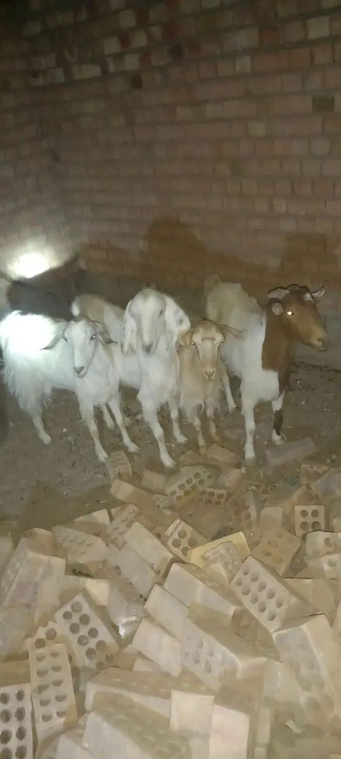 4عدد بز خوب نژاد دار شیری دوعدکره یک نره ی ماده|حیوانات مزرعه|زرند, |دیوار