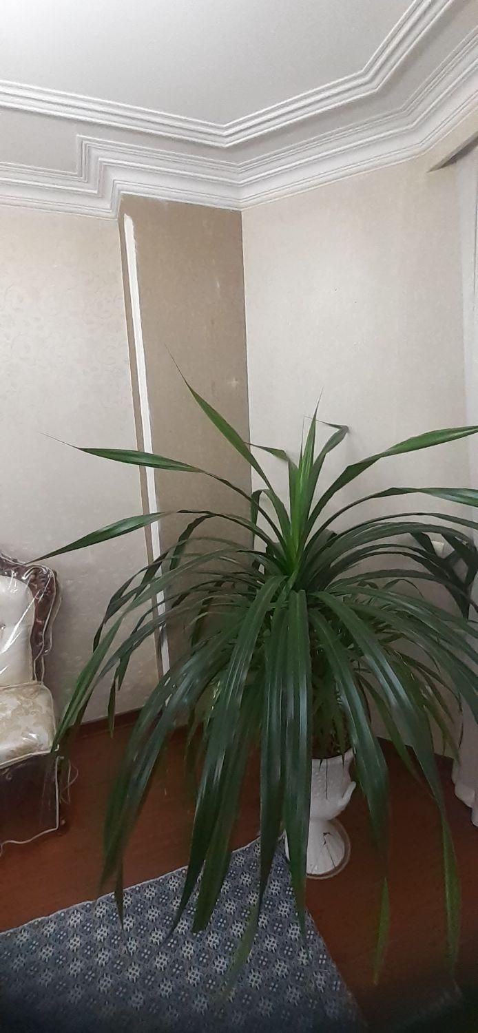 گل بسیار بزرگ|گل و گیاه طبیعی|تهران, جنت‌آباد جنوبی|دیوار
