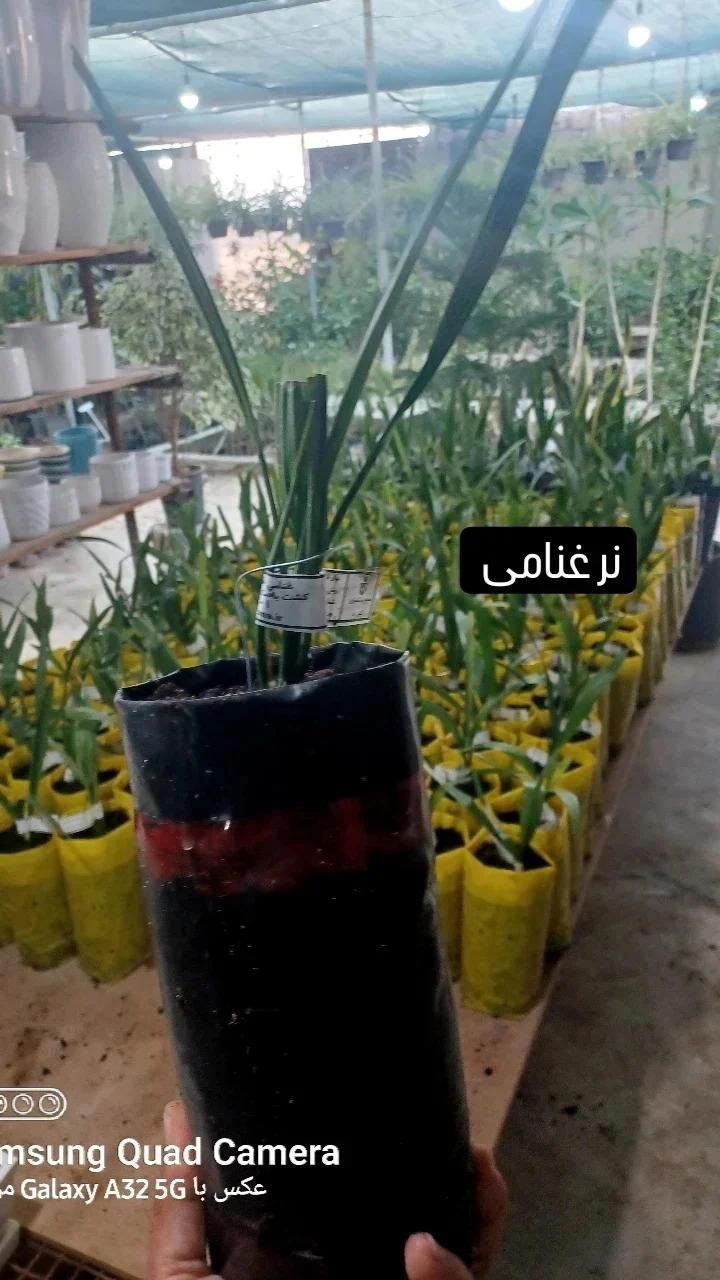 نخل کشت و بافت شرکت رعنا کرج|خدمات باغبانی و درختکاری|لامرد, |دیوار