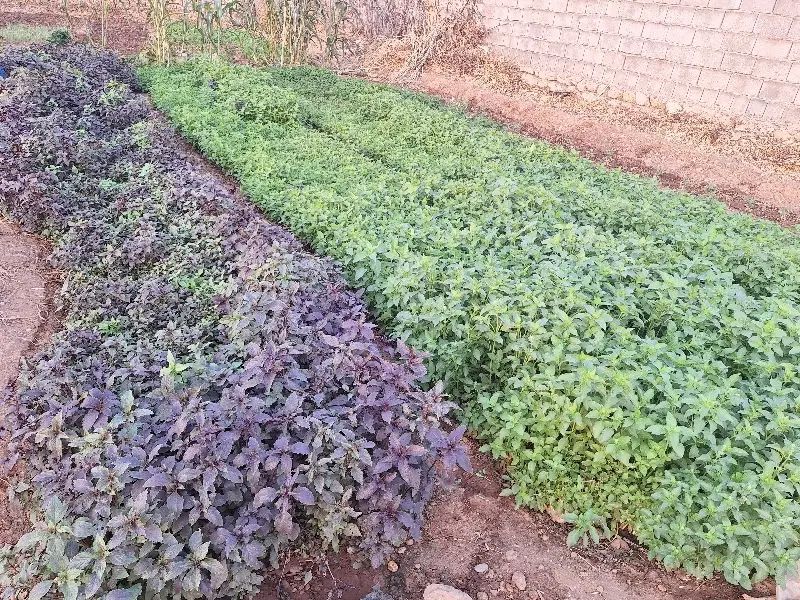 سبزی تازه و فلفل شیرین و نرم روستای گاومیشان|خوردنی و آشامیدنی|دره شهر, |دیوار