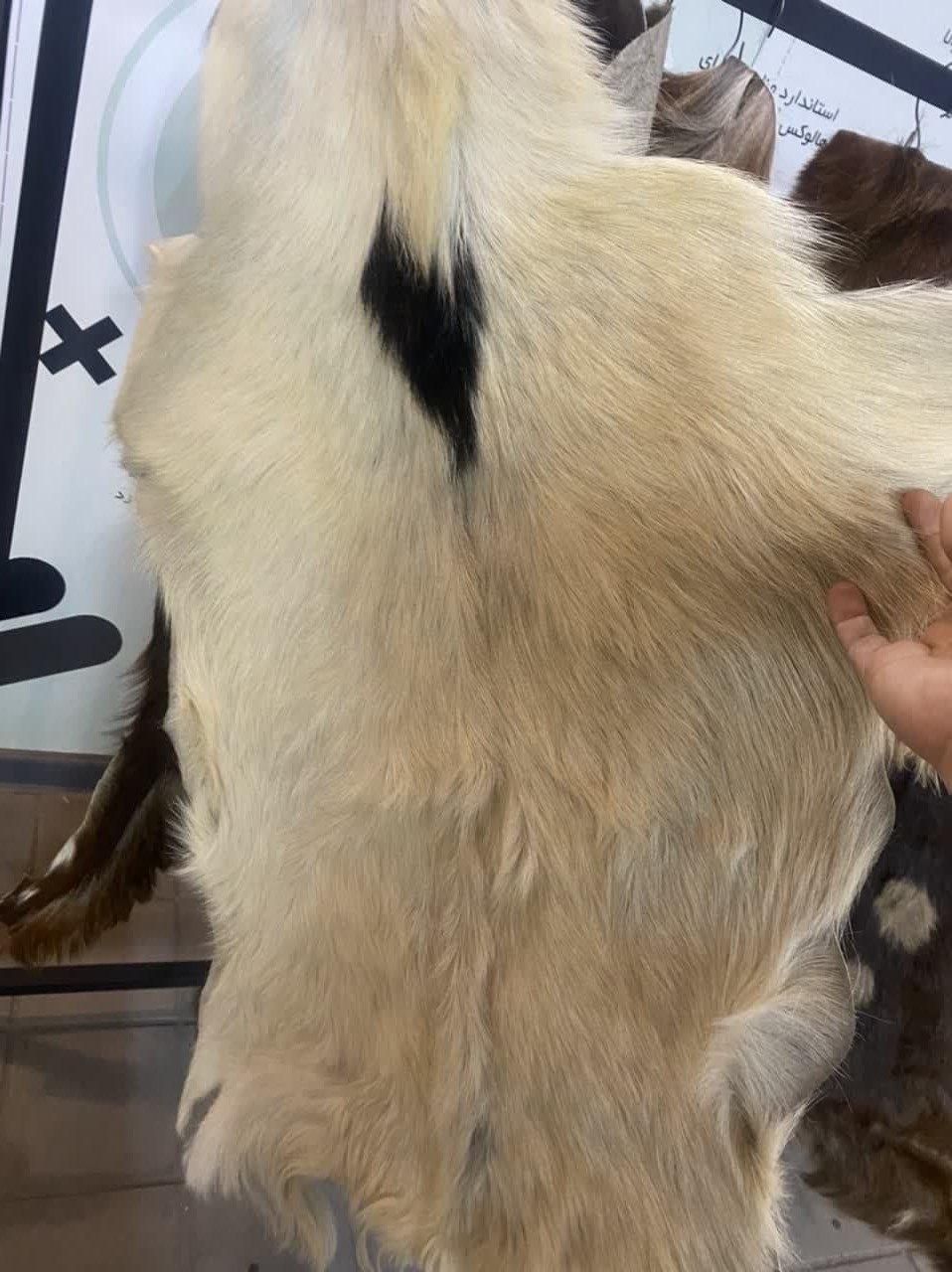 فروش ویژه پوست بز و بره|صنایع دستی و سایر لوازم تزئینی|قم, آذر (نکویی)|دیوار