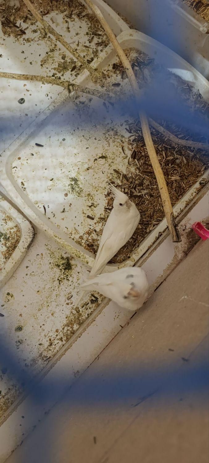 ۷ جفت عروس هلندی البینو دوکت البینو خالص.|پرنده|تربت جام, میان جام|دیوار