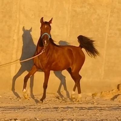 کره مادیون درشور چاپاری|حیوانات مزرعه|شیراز, تاچارا|دیوار