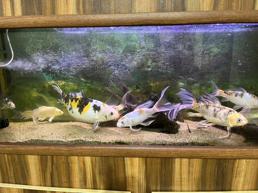 فروش ماهیهای کوی|ماهی|رشت, سیا اسطلخ|دیوار