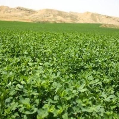 فروش یونجه درجه ۱|خدمات باغبانی و درختکاری|دهدشت, |دیوار