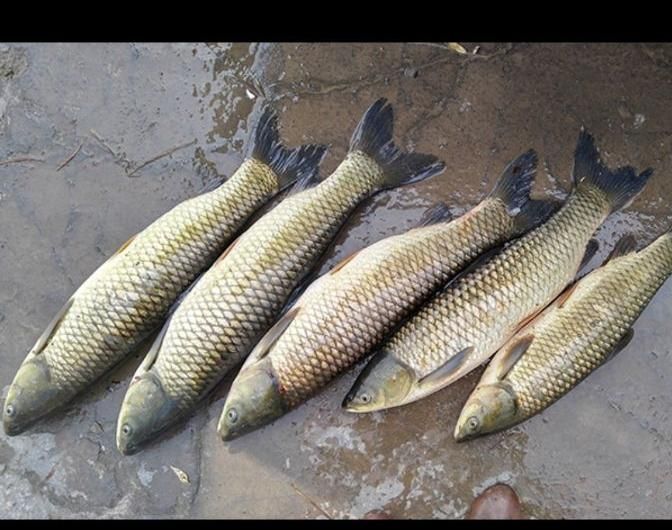 ماهی سفید علفخوار(جلبک یونجه) بدون تیغ کپور|ماهی|اصفهان, ملاصدرا|دیوار