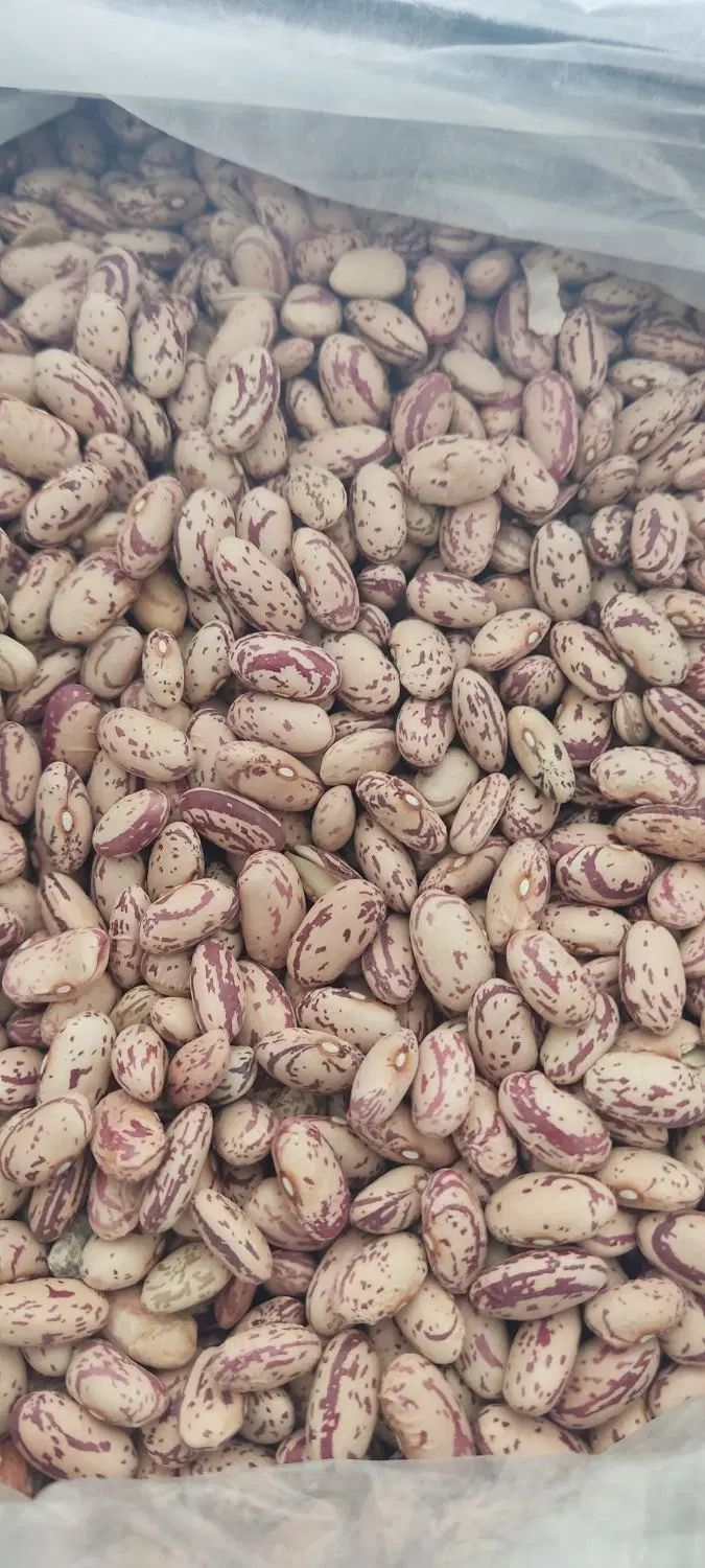 لوبیا چیتی افغان درشت|خوردنی و آشامیدنی|مشهد, جلالیه|دیوار